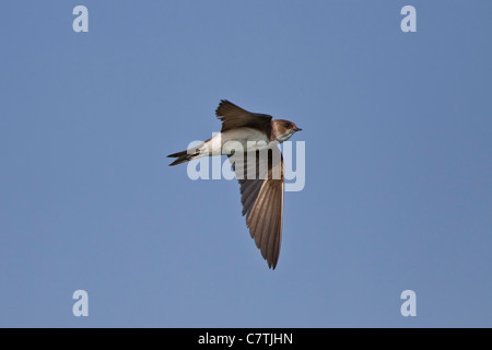 Uferschwalbe Stockfoto