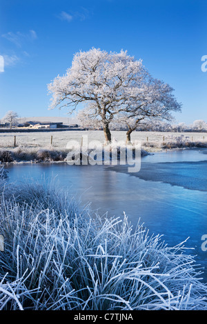 Hoar bereifte Bäume und zugefrorenen See im Winter, Morchard Road, Mid Devon, England. Winter (Dezember) 2010. Stockfoto