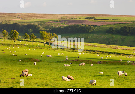 Schafe weiden auf landwirtschaftlichen Flächen in Exmoor, Somerset Stockfoto