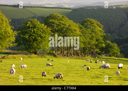 Schafe weiden auf landwirtschaftlichen Flächen in Exmoor, Somerset Stockfoto