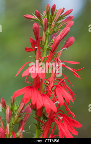 Selektiven Fokus Bild der Kardinal Blume (Lobelia Cardinalis). Stockfoto