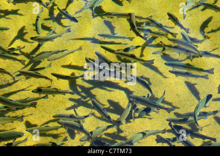 viele Regenbogenforellen (Oncorhynchus Mykiss) bei einem Fisch-Brutplatz Stockfoto