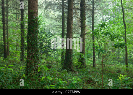 Kiefer-Wald im Sommer, Morchard Wood, Devon, England. Sommer (Juni) 2011. Stockfoto