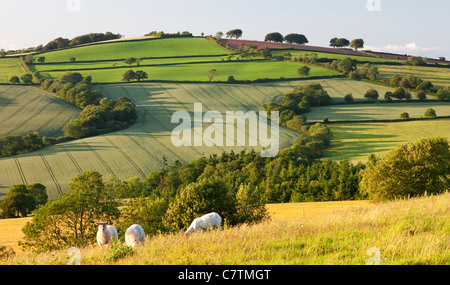 Schafbeweidung in sanften Landschaft, Raddon Hills, Devon, England. Sommer (Juni) 2011. Stockfoto