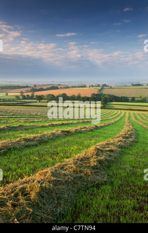 Frisch geschnitten Sie Heu Wiese, Morchard Bischof, Devon, England. Sommer (Juli) 2011. Stockfoto