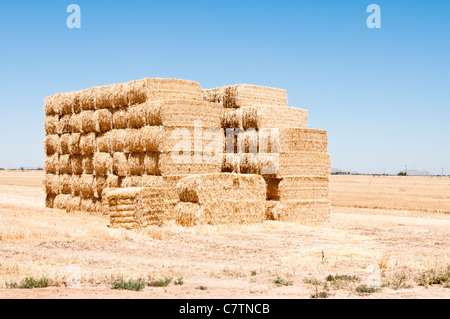 Strohballen werden in einem Weizenfeld Stoppeln in Arizona gestapelt. Stockfoto