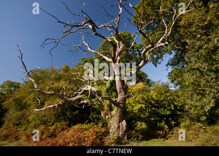 Unter der Leitung von Hirsch alte Eiche, Quercus Robur bei Busketts Rasen, New Forest National Park, Hants. Stockfoto