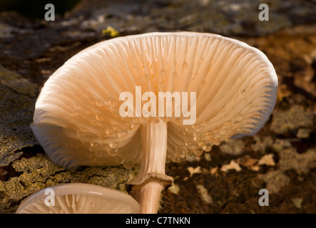 Porzellan-Pilz, Oudemansiella Mucida auf Buche, New Forest. Stockfoto