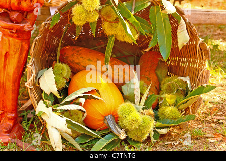 Weidenkorb voller dekorative Kürbisse und Kastanien Stockfoto