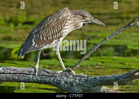 Unreife Black-Crowned Nachtreiher Nycticorax Nycticorax thront auf Toten Ast über Teich im Osten der USA Stockfoto