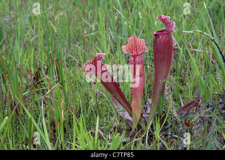 Fleischfressende Kannenpflanze Sarracenia X Mitchelliana (S. Leucophylla x S. Rosea), eine natürliche Hybride, Alabama USA Stockfoto