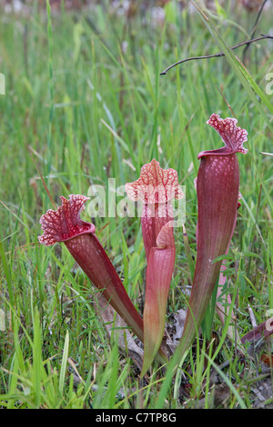 Fleischfressende Kannenpflanze Sarracenia X Mitchelliana (S. Leucophylla x S. Rosea), eine natürliche Hybride, Alabama USA Stockfoto