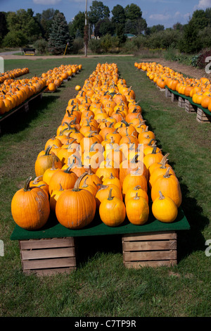 Kürbisse auf dem Display Michigan USA Stockfoto