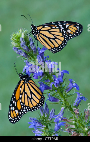 Monarchfalter Danaus Plexippus Fütterung bestäuben große blaue Lobelia Siphilitica Osten der Vereinigten Staaten nectaring Stockfoto