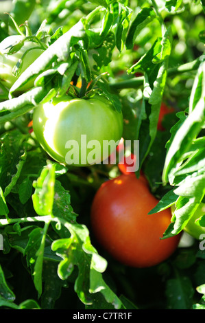 Rote und grüne Tomaten an der Pflanze Stockfoto
