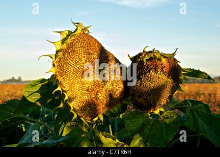 Sonnenblume Helianthus Annuus leitet reifenden Samen Herbst Hof-Feld Stockfoto