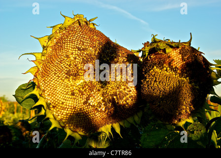 Sonnenblume Helianthus Annuus leitet reifenden Samen frühen Herbstmorgen Hof Feld Stockfoto