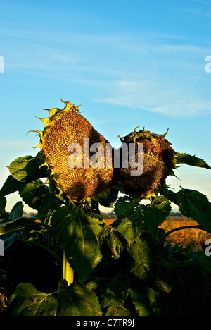 Sonnenblume Helianthus Annuus sterben Köpfe in Saatgut frühen Herbstmorgen Stockfoto