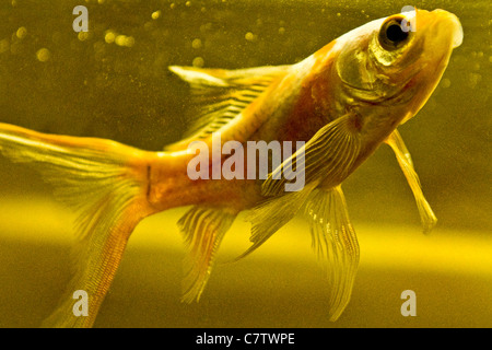 Fische im aquarium Stockfoto