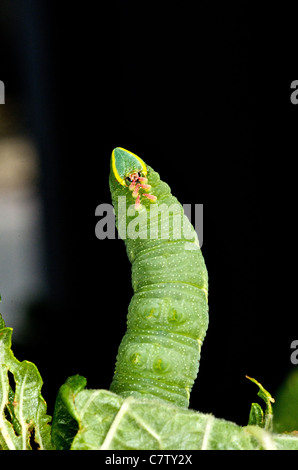 Horn-Wurm (Manduca Quinquemaculata) Stockfoto