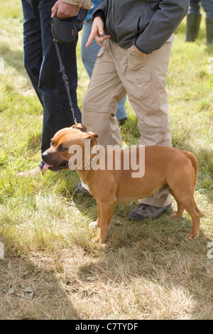 Pit-Bullterrier "Typ", Rasse des Hundes. Stockfoto