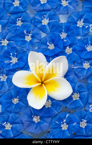 Abholung Frangipani Blume und Skyblau cluster Weinstock Blumen auf dem Wasser schwimmend Stockfoto