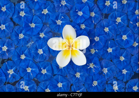 Abholung Frangipani Blume und Skyblau cluster Weinstock Blumen auf dem Wasser schwimmend Stockfoto