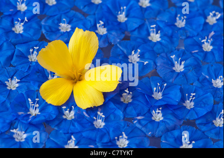 Abholung Gelb Erle Blume und Skyblau Clustervine Blumen auf dem Wasser schwimmend Muster Stockfoto