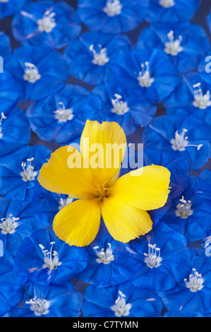 Abholung Gelb Erle Blume und Skyblau Clustervine Blumen auf dem Wasser schwimmend Muster Stockfoto