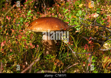 Speisepilz (Leccinum) im herbstlichen Wald Stockfoto