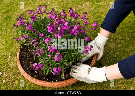 Frau pflanzt Blumen im Topf Stockfoto