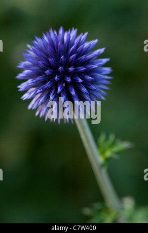 Globus Thistle Stockfoto