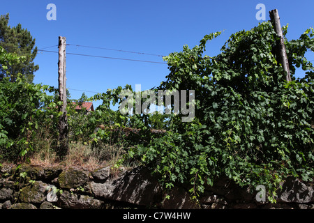 Reben wachsen über eine Mauer am Rande von Caldas Do Geres, Portugal. Stockfoto