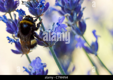 Hummel auf heather Stockfoto