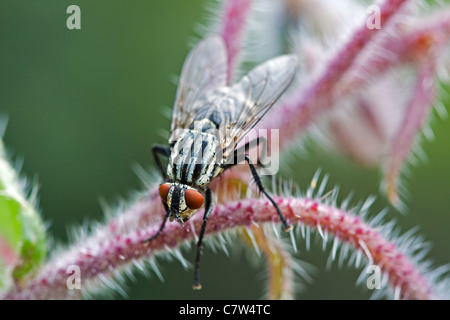 Marmoriert grau Fleisch fliegen Stockfoto