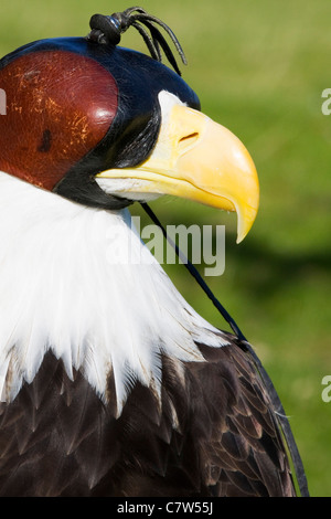 Kopfschuss von einer Kapuze weibliche Weißkopfseeadler Haliaeetus Leucocephalus Stockfoto