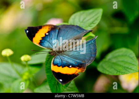 Indische Eiche Blatt Schmetterling (Kallima Paralekta) Stockfoto