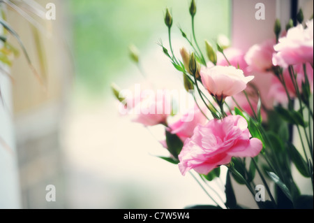 Grün, Blütenblatt, glänzend, beleuchtete, weiß, Blume, hell, close-up, Wachstum, Pflanze, Schönheit, Natur, Botanik, frische, Sonnenlicht Stockfoto