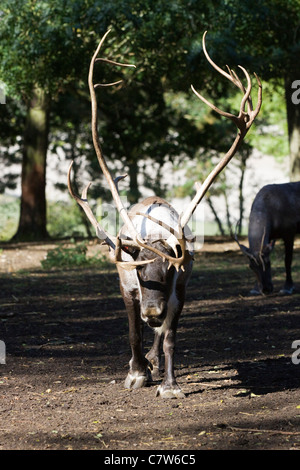 Ein männlicher Rentiere in Spurrinnen Saison Rangifer tarandus Stockfoto