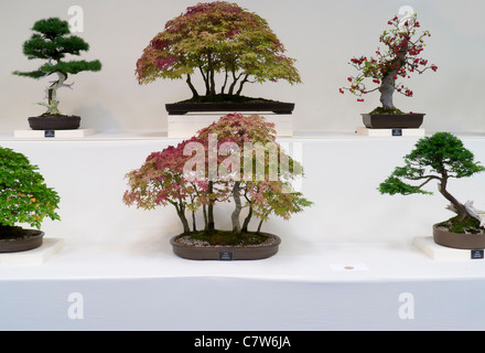 Malvern Herbst zeigen, England - Goldmedaille Bonsai display Stockfoto