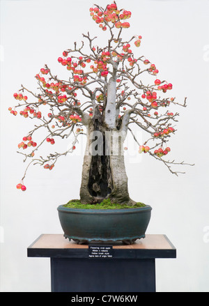 Malvern Herbst zeigen, England - schöne 50-jährige Blüte Crab Baum bonsai Stockfoto