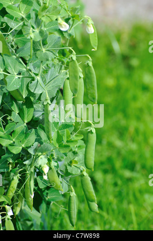 Grüne Erbsen im Garten an einem sonnigen Tag Stockfoto