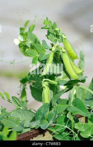 Grüne Erbsen im Garten an einem sonnigen Tag Stockfoto