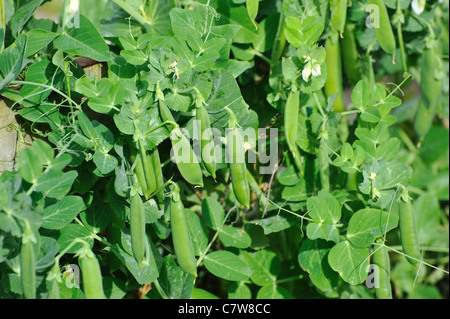 Grüne Erbsen im Garten an einem sonnigen Tag Stockfoto