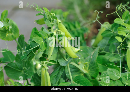 Grüne Erbsen in den heimischen Garten Stockfoto