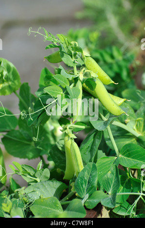 Grüne Erbsen im Garten an einem sonnigen Tag Stockfoto