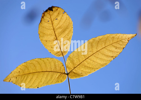 Nahaufnahme von drei Blätter der Manchurian Walnuß (Júglans Mandshúrica) in Herbstfarben Himmel. Stockfoto