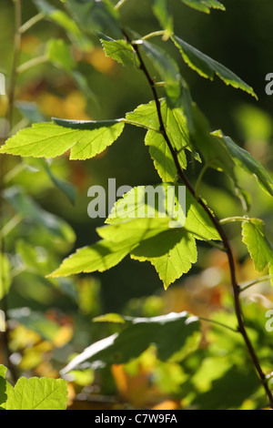 Vertikale Foto von Bush Zweig mit grünen Blättern auf unscharfen Hintergrund mit Herbstfarben. Stockfoto