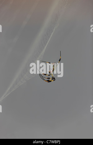 Golden Silk Spinne (Nephila Clavipes), Weibchen auf ein Web. Stockfoto