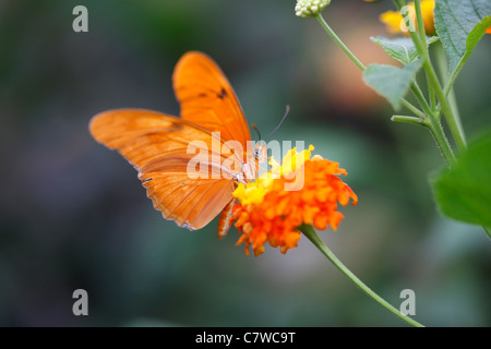 Julia Butterfly (Dryas Iulia) Fütterung auf eine Blume gelb und orange. Stockfoto